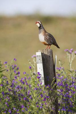 Rode Patrijs / Red-legged Partridge