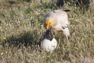 Aasgier / Egyptian Vulture