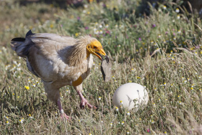 Aasgier / Egyptian Vulture