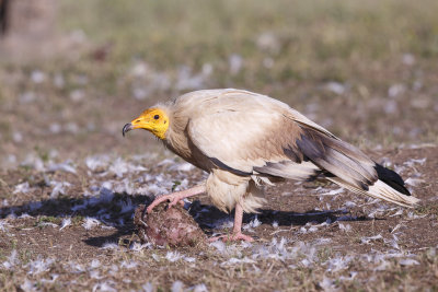 Aasgier / Egyptian Vulture