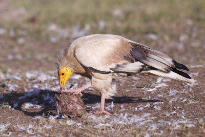 Aasgier / Egyptian Vulture