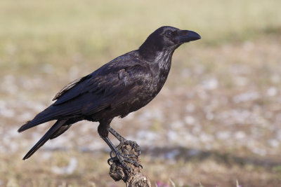 Raaf / Common Raven