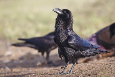 Raaf / Common Raven