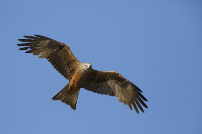 Zwarte Wouw / Black Kite 