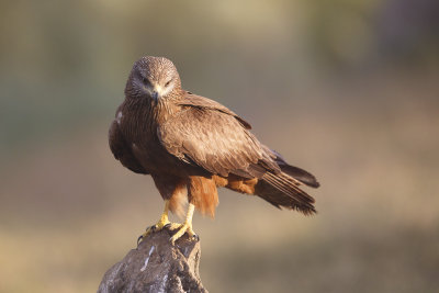 Zwarte Wouw / Black Kite 