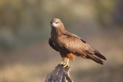 Zwarte Wouw / Black Kite 