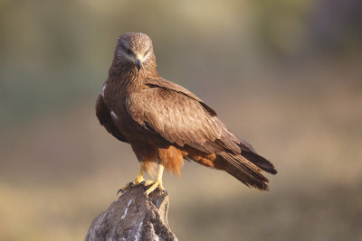 Zwarte Wouw / Black Kite 