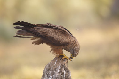 Zwarte Wouw / Black Kite 