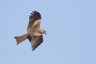 Zwarte Wouw / Black Kite 