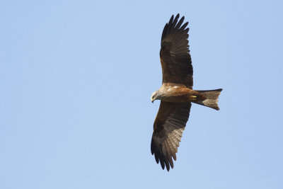 Zwarte Wouw / Black Kite 