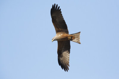 Zwarte Wouw / Black Kite 