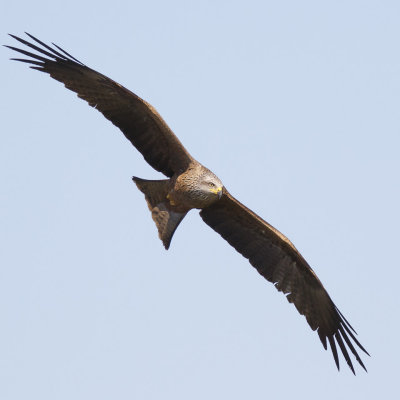 Zwarte Wouw / Black Kite 