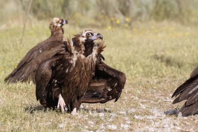 Monniksgier / Cinereous Vulture