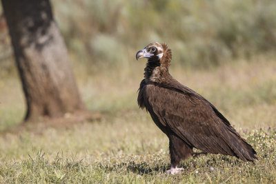 Monniksgier / Cinereous Vulture