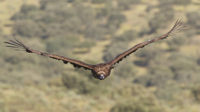 Monniksgier / Cinereous Vulture