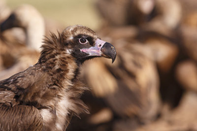 Monniksgier / Cinereous Vulture