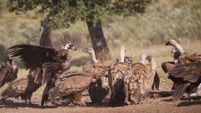 Monniksgier / Cinereous Vulture