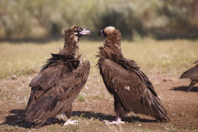 Monniksgier / Cinereous Vulture