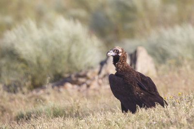 Monniksgier / Cinereous Vulture