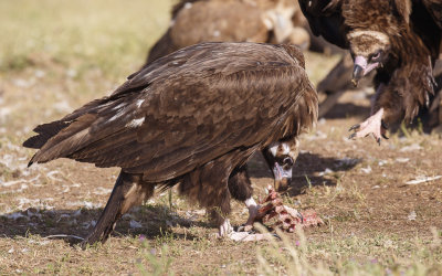 Monniksgier / Cinereous Vulture