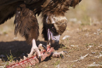 Monniksgier / Cinereous Vulture