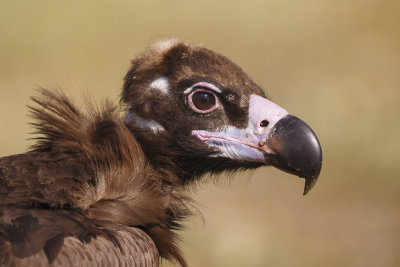Monniksgier / Cinereous Vulture