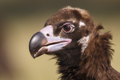 Monniksgier / Cinereous Vulture