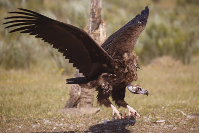 Monniksgier / Cinereous Vulture