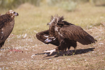 Monniksgier / Cinereous Vulture