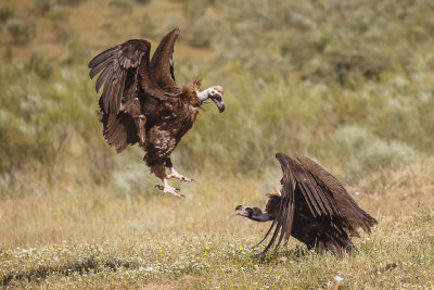 Monniksgier / Cinereous Vulture