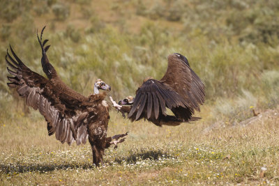 Monniksgier / Cinereous Vulture