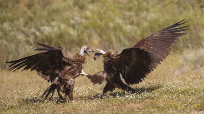 Monniksgier / Cinereous Vulture
