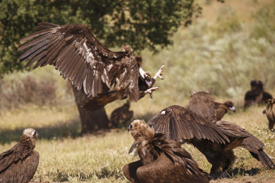 Monniksgier / Cinereous Vulture