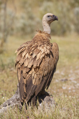 Vale Gier / Eurasian Griffon  