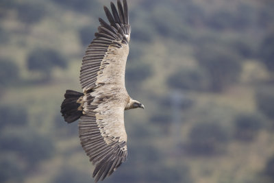 Vale Gier / Eurasian Griffon  