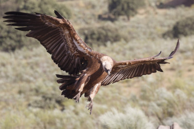 Vale Gier / Eurasian Griffon  