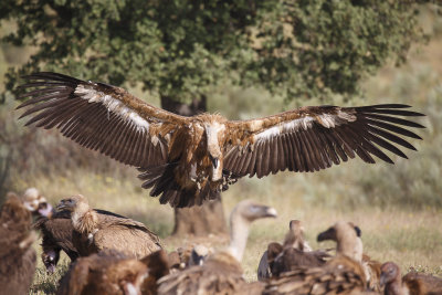 Vale Gier / Eurasian Griffon  