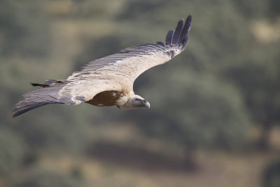 Vale Gier / Eurasian Griffon  