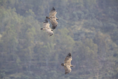 Vale Gier / Eurasian Griffon  