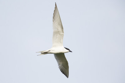 Lachstern / Gull-billed Tern