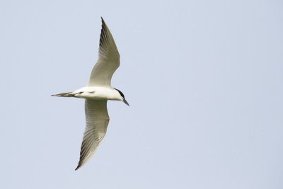 Lachstern / Gull-billed Tern