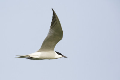 Lachstern / Gull-billed Tern