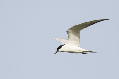 Lachstern / Gull-billed Tern