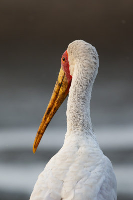 Afrikaanse Nimmerzat / Yellow-billed Stork
