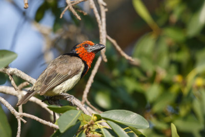 Zwarthalsbaardvogel / Black-collared Barbet