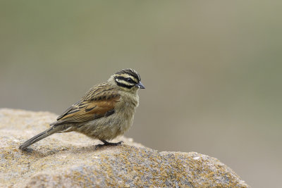 Kaapse Gors / Cape Bunting