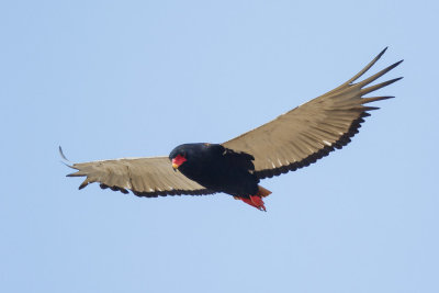 Bateleur / Bateleur