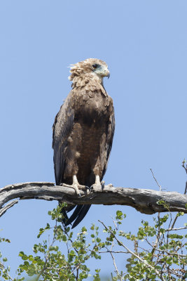 Bateleur / Bateleur