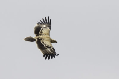 Savanne-arend / Tawny Eagle