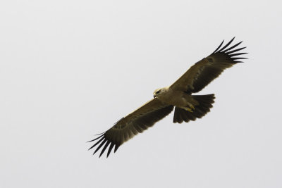 Savanne-arend / Tawny Eagle